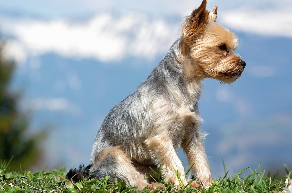 Quelle quantité de nourriture donner à un Yorkshire