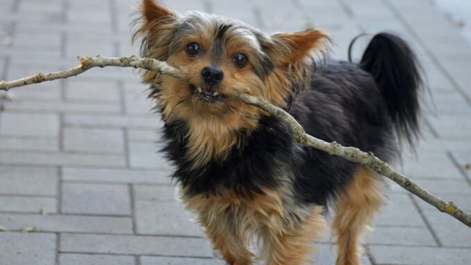 Yorkshire branche en bois Yorkshire branche en bois