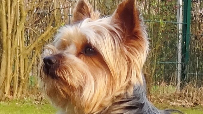 Combien De Repas Pour Un Yorkshire