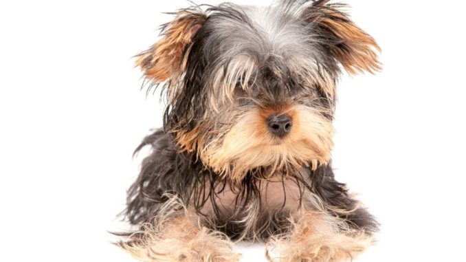 Yorkshire croisé griffon Yorkshire croisé griffon