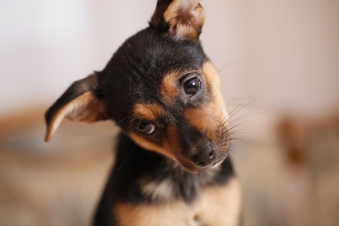 Le Yorkshire croisé pinscher un animal courageux et dévoué