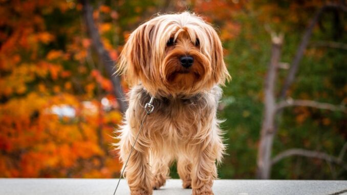 Yorkshires33 Quel est le prix d'un Yorkshire Morkie ?