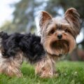 Choisir et acheter une casquette pour un chien yorkshire