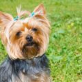 Comment adopter un Yorkshire à la SPA