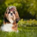 Quelles sont les différences entre un Yorkshire et un Shih Tzu ?