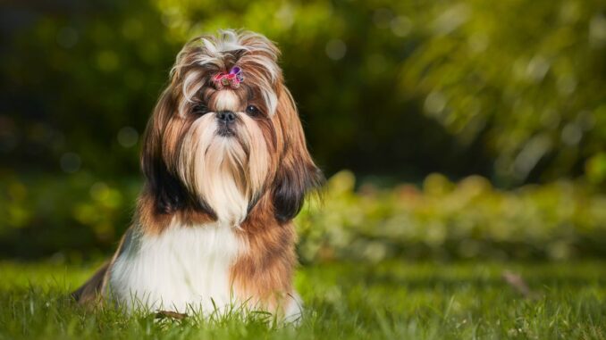 Quelles sont les différences entre un Yorkshire et un Shih Tzu ? Quelles sont les différences entre un Yorkshire et un Shih Tzu ?