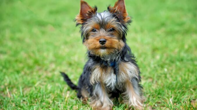vieux yorkshire Race de chien qui vit longtemps : le yorkshire-terrier au top !