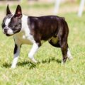 boston terrier
