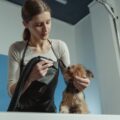 les erreurs de toilettage que vous faites probablement avec votre yorkshire