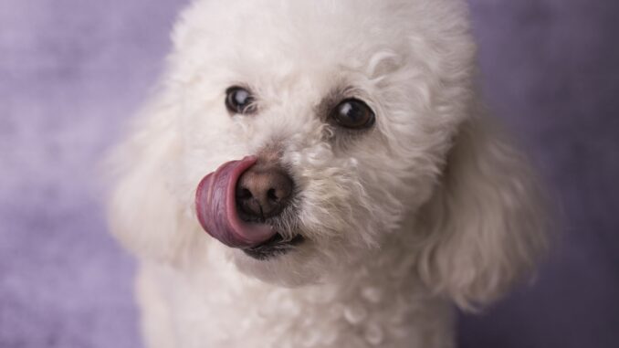 caniche toy