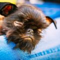 griffon bruxellois