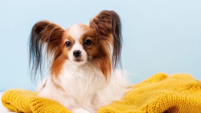 papillon chien