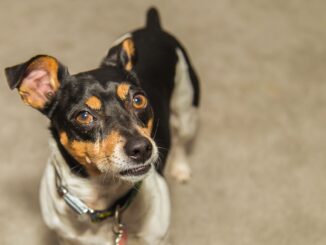 toy fox terrier