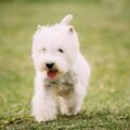 west highland white terrier–westie
