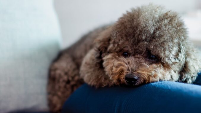 Le Caniche Toy est-il connu pour aboyer fréquemment -3 le caniche toy est il connu pour aboyer fréquemment 3
