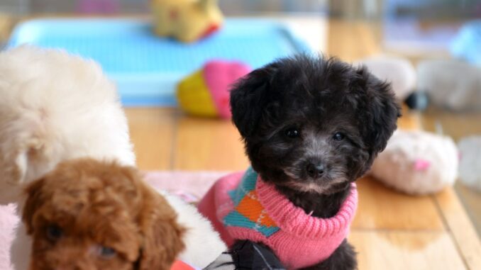 le caniche toy est il connu pour aboyer fréquemment 5