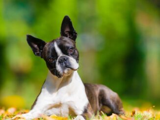 le caniche toy est il connu pour aboyer fréquemment 8