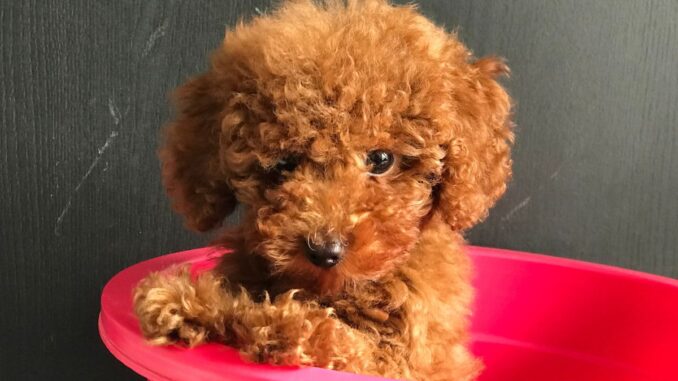 Le Caniche Toy est-il un chien intelligent le caniche toy est il un chien intelligent