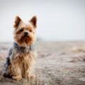 les différences entre yorkshire biewer et yorkshire terrier
