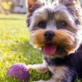 les différences entre yorkshire toy et yorkshire terrier