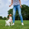 peut on donner du fromage a un petit chien