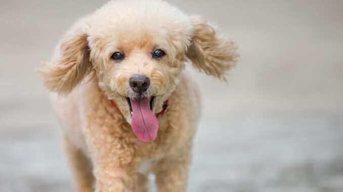 quel est le prix généralement pour un caniche toy