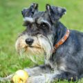 quel est le prix moyen d'un schnauzer nain