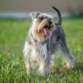 quelles sont les particularités qui distinguent le schnauzer nain d'autres schnauzers