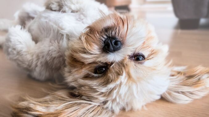 quelles sont les particularités qui distinguent le schnauzer nain d'autres schnauzers