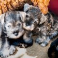 quels conseils pour assurer un sommeil réparateur à un schnauzer nain