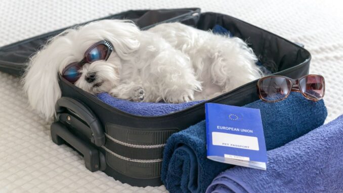 voyager avec un chien lion préparatifs et astuces pour des déplacements sereins
