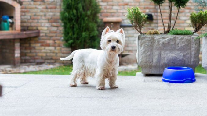 westie et enfants comment assurer une cohabitation harmonieuse