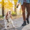 Comment faire pour arrêter un petit chien d'aboyer ?