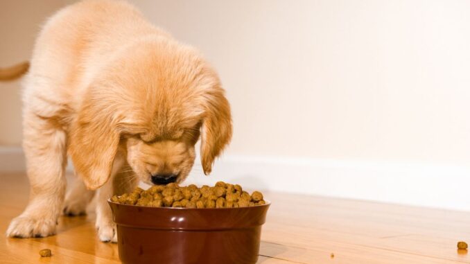 petit chien croquette Comment choisir la bonne croquette pour un petit chien ?
