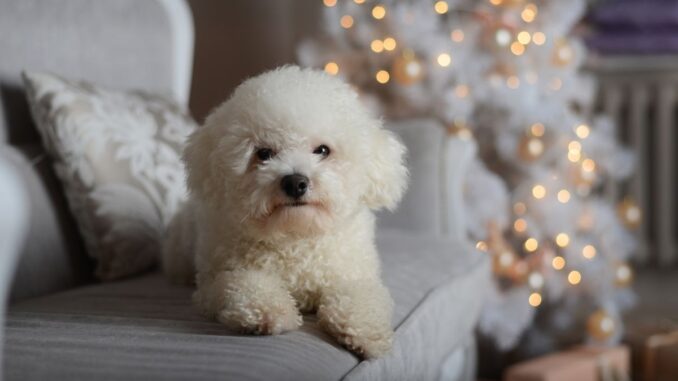 Activités et jeux favoris du bichon maltais stimulation et amusement activités et jeux favoris du bichon maltais stimulation et amusement