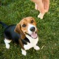 alimentation du beagle les clés d'une nutrition saine et équilibrée