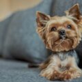 comment calmer un yorkshire stratégies pour apaiser votre compagnon