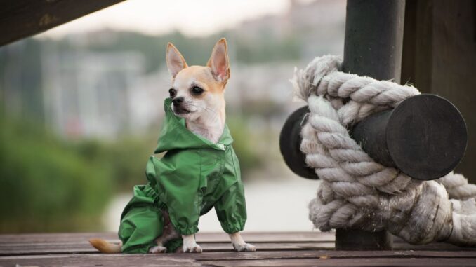 Comment faire avec un chien quand on travaille Gestion du temps et astuces comment faire avec un chien quand on travaille gestion du temps et astuces