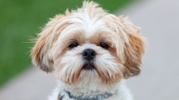 Comprendre le tempérament du cocker spaniel anglais entre joie de vivre et sensibilité-7 comprendre le tempérament du cocker spaniel anglais entre joie de vivre et sensibilité 7