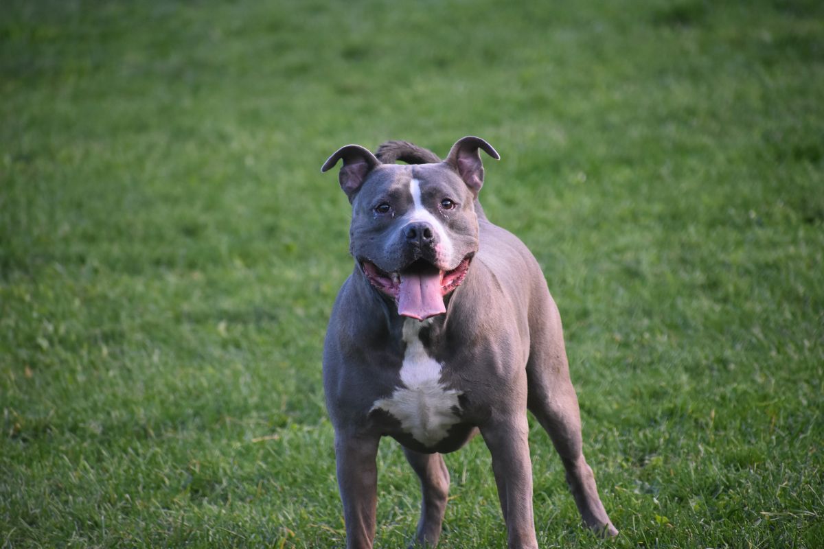 Qui Est Le Chien Le Plus F roce Du Monde Forces Et Caract res Des 