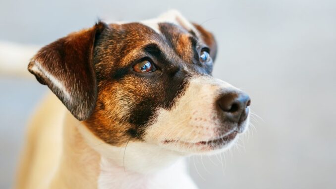 Éducation du jack russell les clés pour un dressage réussi éducation du jack russell les clés pour un dressage réussi