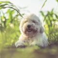 éducation et dressage du coton de tuléar conseils pratiques pour une cohabitation joyeuse