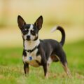 éduquer un chihuahua astuces pour un dressage réussi et respectueux