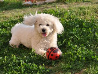 Élever un chien lion en ville défis et solutions pour un bien être optimal 3