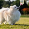 élever un spitz nain astuces et conseils d'experts pour un bonheur partagé