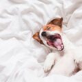 est ce bien de faire dormir son chien dans sa chambre pour et contre