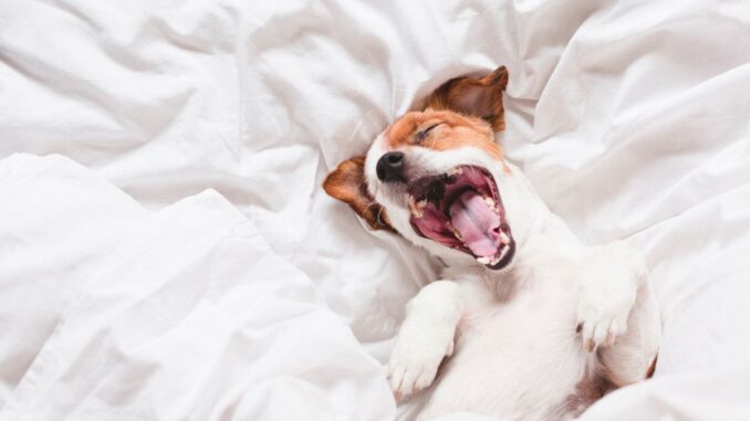 Est-ce bien de faire dormir son chien dans sa chambre Pour et contre est ce bien de faire dormir son chien dans sa chambre pour et contre