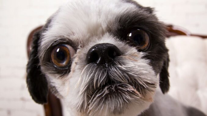 histoire et origines du shih tzu un voyage à travers les dynasties chinoises