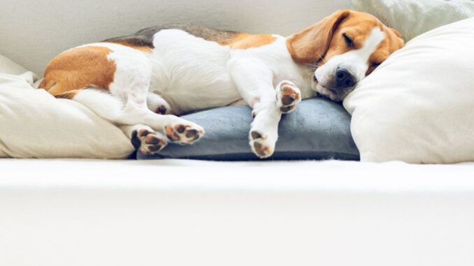 Le beagle : un chien au flair inégalé et à la personnalité