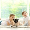le carlin et la famille conseils pour une cohabitation harmonieuse